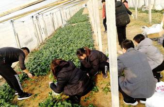 到利津貧困戶大棚里采摘蔬菜售賣